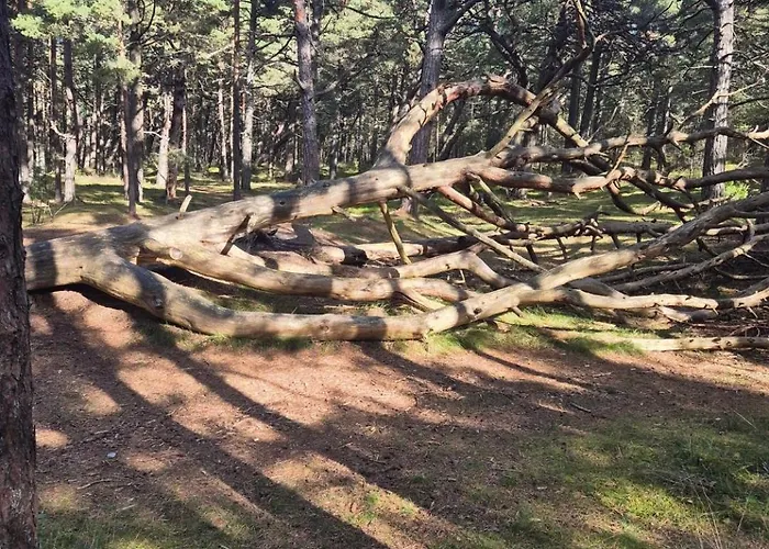 Cozy Spot In Kunigiskiai *